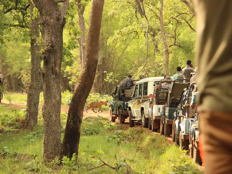 Nagpur to Tadoba Andhari Tiger Reserve Cab