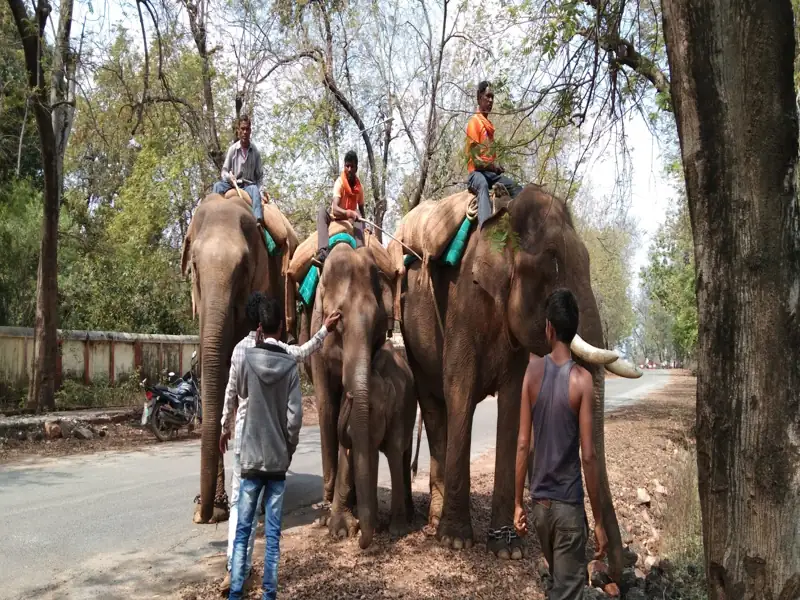Dhanbad to Betla National Park Cab
