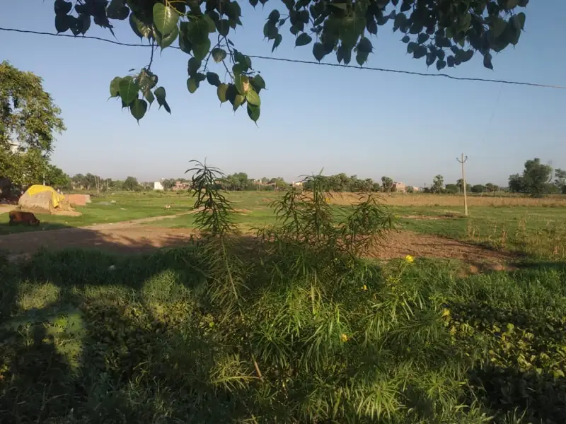Netarhat to Purnia Cab
