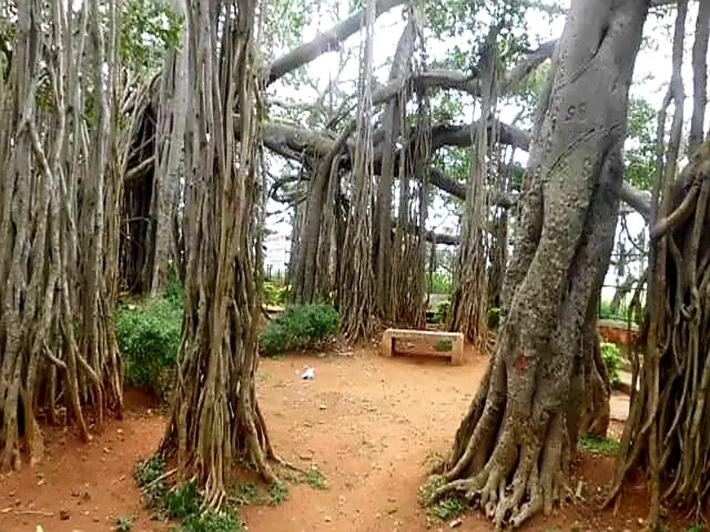 Coorg to Big Banyan Tree Cab