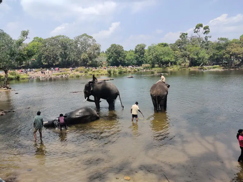 Davanagere to Dubare Elephant Camp Cab
