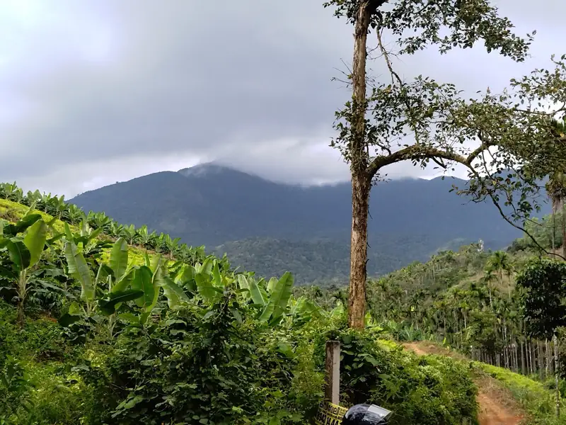 Mangalore to Kalpetta Cab