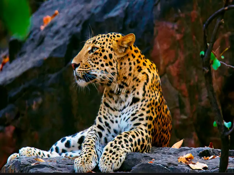 Bikaner to Ghanerao Cab