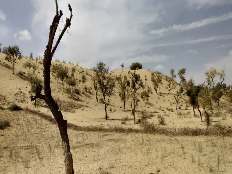 Jodhpur to Mahabar Sand Dunes Cab