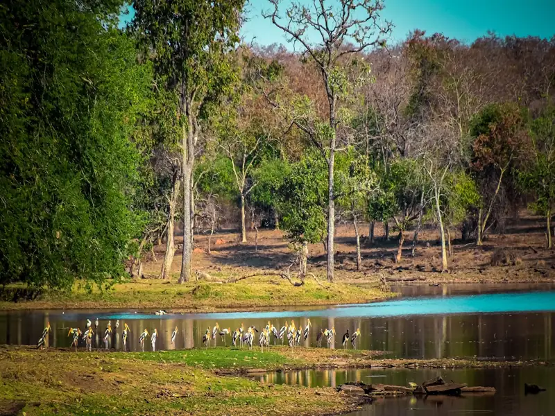 Indore to Nauradehi Wildlife Sanctuary Cab