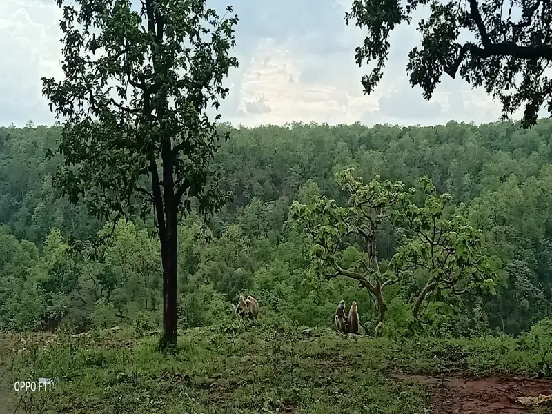 Jabalpur to Kuno Wildlife Sanctuary Cab
