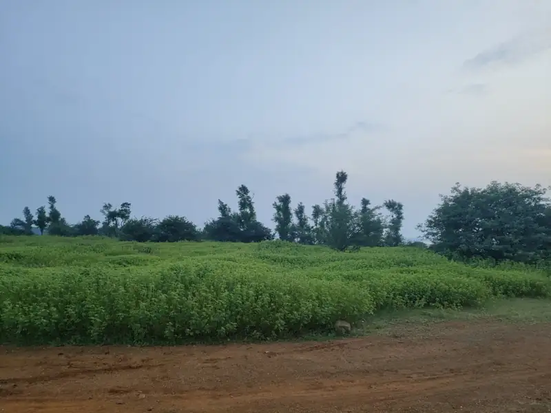 Katni to Ghatiya Cab