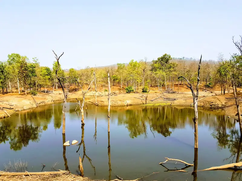 Ratlam to Pench Tiger Reserve Cab