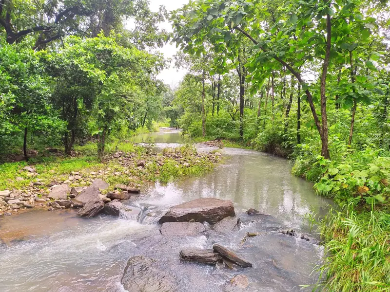 Sehore to Ratapani Tiger Reserve Cab