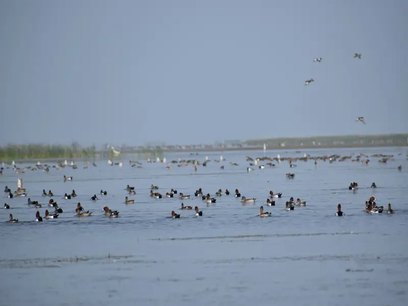 Cuttack to Nalabhana Bird Sanctuary Cab