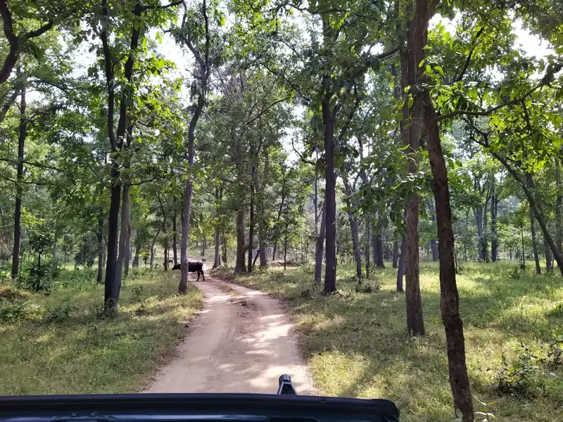 Rourkela to Barnawapara Wildlife Sanctuary Cab