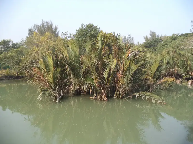 Kolkata to The Sundarbans Cab