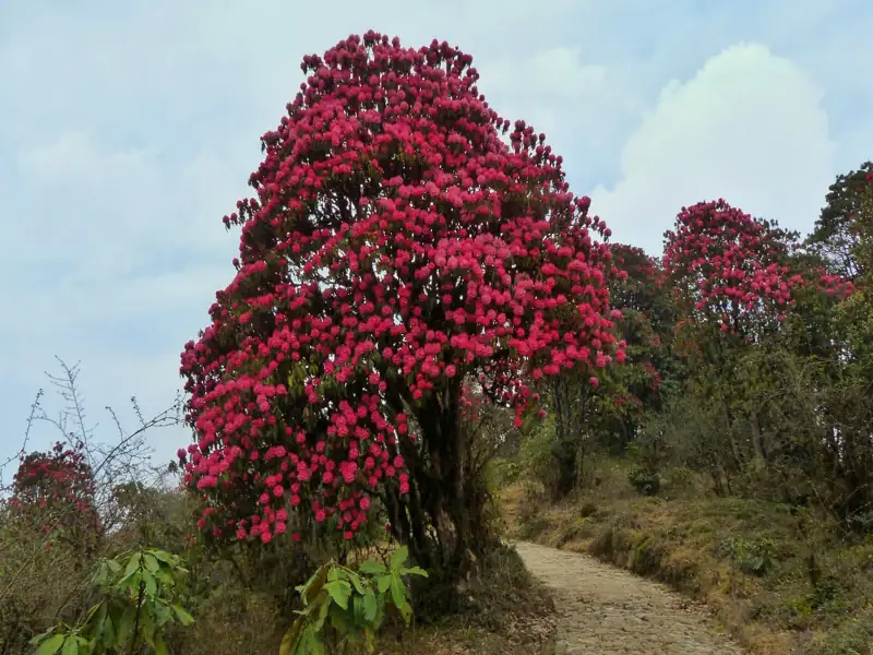 Pelling to Barsey Rhododendron Sanctuary Cab