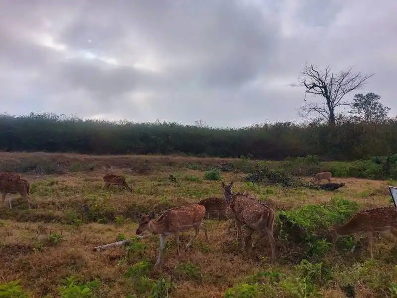 Best Place to Visit in  Bandipur-national-park