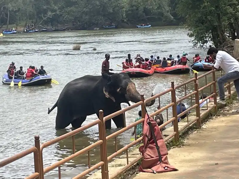 Best Place to Visit in  Dubare-elephant-camp