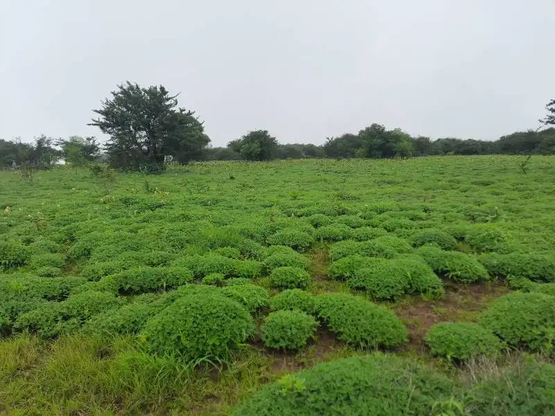 Best Place to Visit in  Kaas-plateau