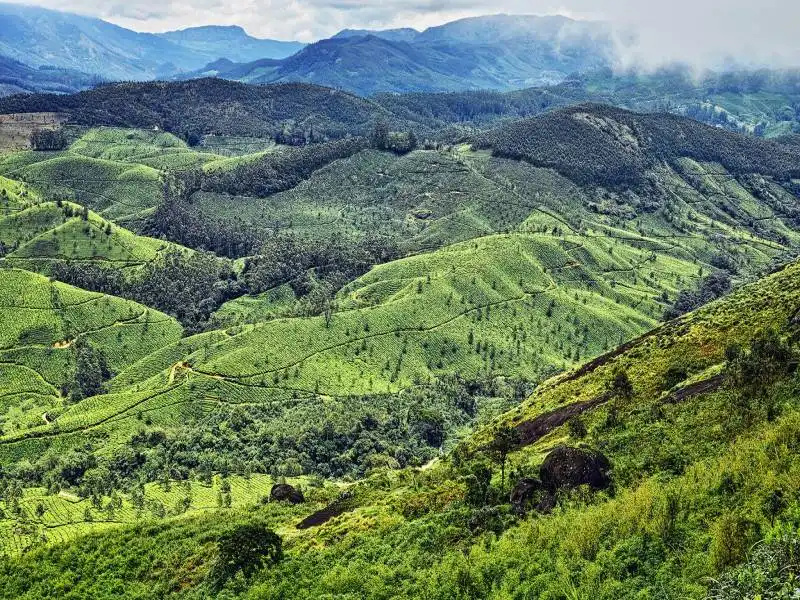 Best Place to Visit in  Munnar