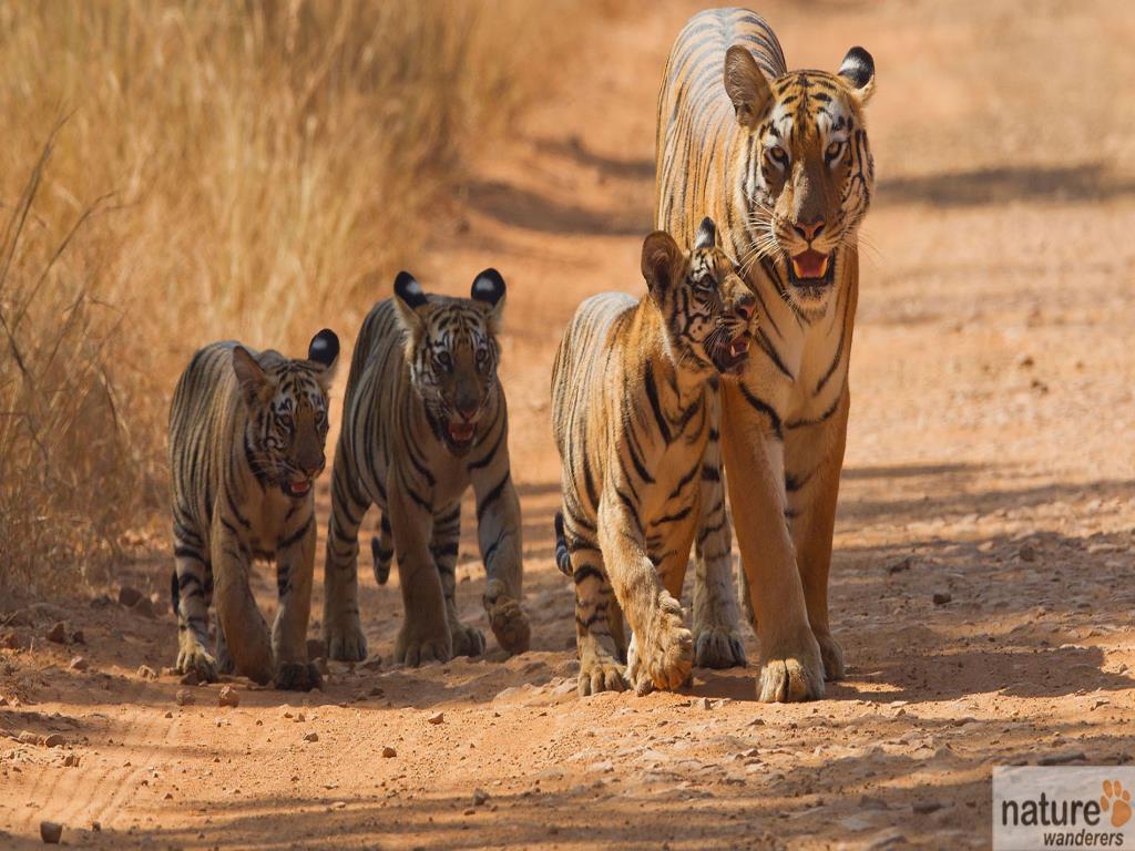 Best Place to Visit in  Tadoba-natianal-park