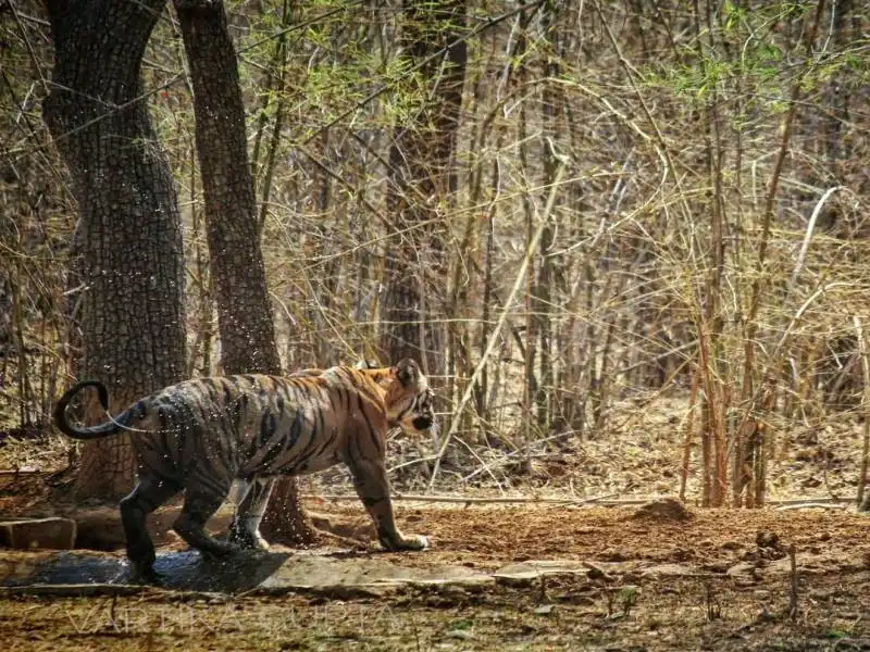 Best Place to Visit in  Tadoba-natianal-park